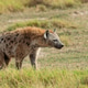 Spotted Hyena (Crocuta crocuta) in the National park of Kenya Spotted Hyena (Crocuta crocuta) in the National park of Kenya - PhotoDune Item for Sale