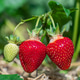 Strawberry Ripening Process Captured in Garden Closeup with Natural Green Leaves Outdoors Strawberry Ripening Process Captured in Garden Closeup with Natural Green Leaves Outdoors - PhotoDune Item for Sale