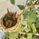 Baby hummingbirds in the nest Baby hummingbirds in the nest - PhotoDune Item for Sale