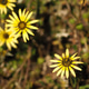 Close up weed Close up weed - PhotoDune Item for Sale
