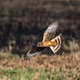Hawk in flight over grassy field. Hawk in flight over grassy field. - PhotoDune Item for Sale