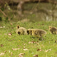 Group of goslings feeding on grass in natural environment Group of goslings feeding on grass in natural environment - PhotoDune Item for Sale