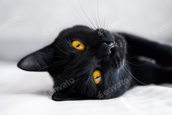 Cute Black Cat Big Eyes Cute Sleepy Black Cat Plush Pillow