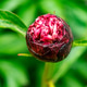 Paeonia is an unopened red peony bud. Perennial herbaceous shrub that blooms in May. Paeonia is an unopened red peony bud. Perennial herbaceous shrub that blooms in May. - PhotoDune Item for Sale