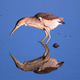 Looking for fish Looking for fish - PhotoDune Item for Sale