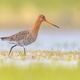 Black-tailed Godwit wader bird walking Black-tailed Godwit wader bird walking - PhotoDune Item for Sale