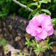 A vibrant pink flower in a lush garden setting, showcasing natural beauty and detail. A vibrant pink flower in a lush garden setting, showcasing natural beauty and detail. - PhotoDune Item for Sale