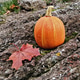 Pumpkin with red maple leaf on ground among autumn forest foliage Pumpkin with red maple leaf on ground among autumn forest foliage - PhotoDune Item for Sale