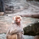 Baboon in zoo enclosure displaying social behavior and curiosity Baboon in zoo enclosure displaying social behavior and curiosity - PhotoDune Item for Sale
