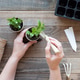 Hands potting young plant in biodegradable pots on wood Hands potting young plant in biodegradable pots on wood - PhotoDune Item for Sale