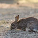 Wild Rabbit Resting Peacefully on Mossy Ground in Soft Natural Light Outdoors. Wild Rabbit Resting Peacefully on Mossy Ground in Soft Natural Light Outdoors. - PhotoDune Item for Sale