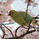 close up portrait of a beautiful parrot bird sitting on the tree branch with cherry blossom close up portrait of a beautiful parrot bird sitting on the tree branch with cherry blossom - PhotoDune Item for Sale