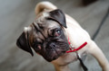 An adorable cute pug puppy An adorable cute pug puppy - PhotoDune Item for Sale