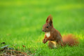Squirrel (Sciurus vulgaris) Squirrel (Sciurus vulgaris) - PhotoDune Item for Sale