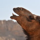 A vamel in the desert wilderness appears to be singing or screaming communicating other camels A vamel in the desert wilderness appears to be singing or screaming communicating other camels - PhotoDune Item for Sale