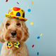 Funny dog celebrating at a birthday party Funny dog celebrating at a birthday party - PhotoDune Item for Sale