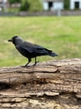 Black crow walking Black crow walking - PhotoDune Item for Sale