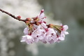 Beautiful cherry blossom flower in Japan Beautiful cherry blossom flower in Japan - PhotoDune Item for Sale