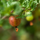 Ripe gooseberries on a branch in the garden. Sweet summer berry on a blurry background Ripe gooseberries on a branch in the garden. Sweet summer berry on a blurry background - PhotoDune Item for Sale