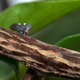 Insect Membracis perched on a branch in a tropical forest environment Insect Membracis perched on a branch in a tropical forest environment - PhotoDune Item for Sale
