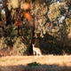 Kangaroo in the afternoon light Kangaroo in the afternoon light - PhotoDune Item for Sale
