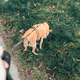 An unrecognizable girl walks a dog in a jacket on a leash. An unrecognizable girl walks a dog in a jacket on a leash. - PhotoDune Item for Sale