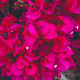 Maroon leaves.... Maroon leaves.... - PhotoDune Item for Sale