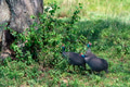 Wild guineafowl or Numida meleagris in savannah Wild guineafowl or Numida meleagris in savannah - PhotoDune Item for Sale