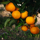 Orange grove in Valencia, next to the Mediterranean. Orange grove in Valencia, next to the Mediterranean. - PhotoDune Item for Sale