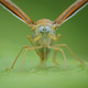 derbidae derbidae - PhotoDune Item for Sale