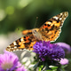 Painted lady butterfly Painted lady butterfly - PhotoDune Item for Sale