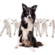 bordercollie and lambs bordercollie and lambs - PhotoDune Item for Sale