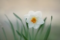 Narcissus flowers. Selective focus Narcissus flowers. Selective focus - PhotoDune Item for Sale