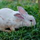 cute domestic rabbits sitting together on the ground cute domestic rabbits sitting together on the ground - PhotoDune Item for Sale