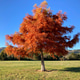 Autumn majesty: A Bald Cypress Autumn majesty: A Bald Cypress - PhotoDune Item for Sale