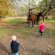 Children Watching Horses During Calm Autumn Farm Visit Children Watching Horses During Calm Autumn Farm Visit - PhotoDune Item for Sale
