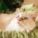 Adorable Cream Colored Cat with Blue Eyes Relaxing in Green Blanket, Holiday Season at Home. Adorable Cream Colored Cat with Blue Eyes Relaxing in Green Blanket, Holiday Season at Home. - PhotoDune Item for Sale
