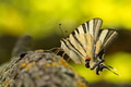 Scarce swallowtail or Iphiclides podalirius, also sail or pear-tree swallowtail Scarce swallowtail or Iphiclides podalirius, also sail or pear-tree swallowtail - PhotoDune Item for Sale