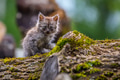 Miserable stray kitten Miserable stray kitten - PhotoDune Item for Sale