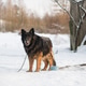 Chained Farm Dog Standing Alert in Winter Yard Chained Farm Dog Standing Alert in Winter Yard - PhotoDune Item for Sale