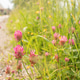 Close-up of blooming pink clover flowers Close-up of blooming pink clover flowers - PhotoDune Item for Sale