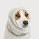 Sad dog with a gray knitted sweater at light background. Sad dog with a gray knitted sweater at light background. - PhotoDune Item for Sale