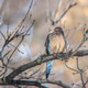 Morning dove perched on a branch Morning dove perched on a branch - PhotoDune Item for Sale