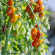 Organic Cherry Tomatoes Ripening on Vine in Greenhouse Organic Cherry Tomatoes Ripening on Vine in Greenhouse - PhotoDune Item for Sale
