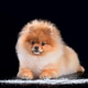 Red Pomeranian dog lying on black background Red Pomeranian dog lying on black background - PhotoDune Item for Sale