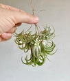 Air plants with new babies Air plants with new babies - PhotoDune Item for Sale