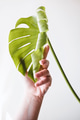 A female hand holds an unblown leaf of a monstera A female hand holds an unblown leaf of a monstera - PhotoDune Item for Sale