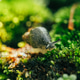 Snail life Snail life - PhotoDune Item for Sale