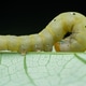caterpillar caterpillar - PhotoDune Item for Sale