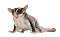 sugar glider - Petaurus breviceps (3 years old) sugar glider - Petaurus breviceps (3 years old) - PhotoDune Item for Sale